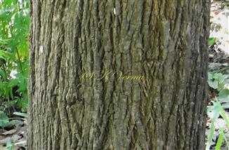  Bark